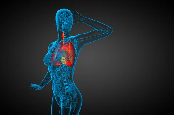 3d rendere illustrazione medica del sistema respiratorio umano — Foto Stock