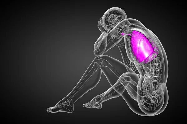 3d rendre illustration médicale du système respiratoire humain — Photo