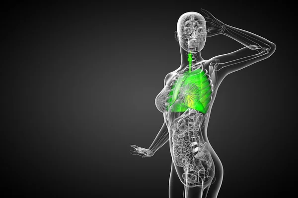 3d rendere illustrazione medica del sistema respiratorio umano — Foto Stock