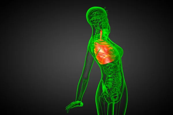 3d tornar ilustração médica do sistema respiratório humano — Fotografia de Stock