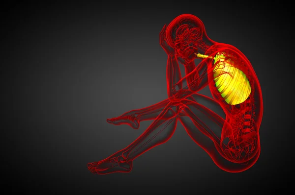 3d tornar ilustração médica do sistema respiratório humano — Fotografia de Stock