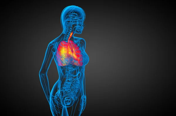 3d rendre illustration médicale du système respiratoire humain — Photo