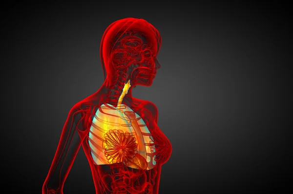 3d rendere illustrazione medica del sistema respiratorio umano — Foto Stock