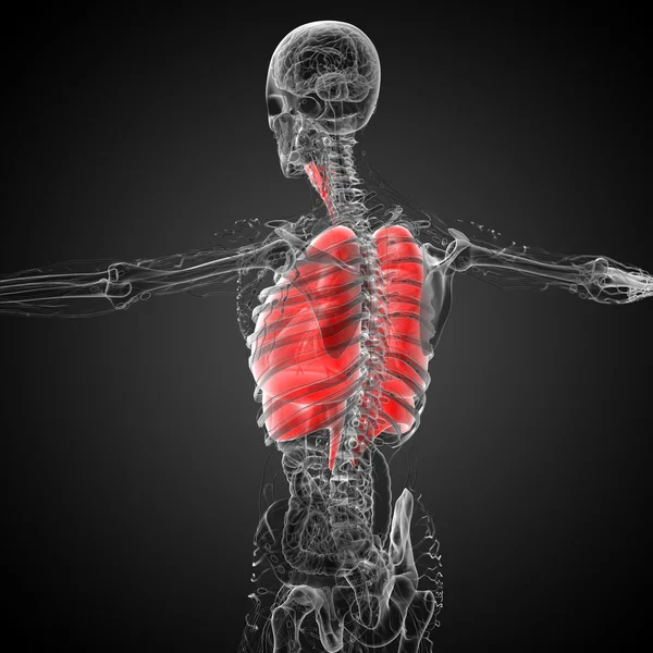 3D-Darstellung medizinischer Illustration der menschlichen Atemwege — Stockfoto