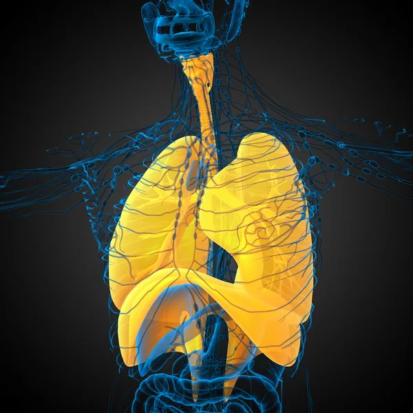 3d hacer ilustración médica del sistema respiratorio humano — Foto de Stock