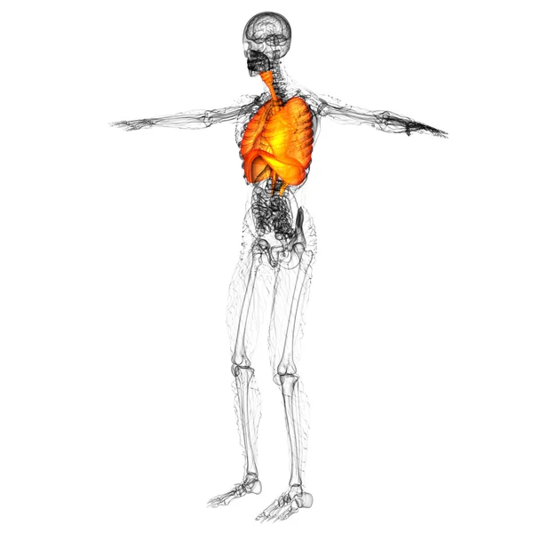 3d tornar ilustração médica do sistema respiratório humano — Fotografia de Stock