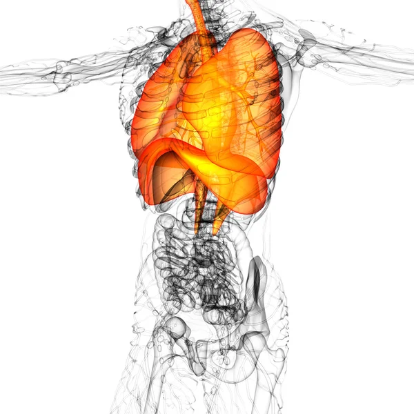 3d render medical illustration of the human respiratory system — Stock Photo, Image