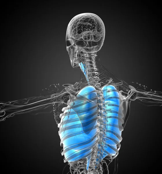 3d rendere illustrazione medica del sistema respiratorio umano — Foto Stock