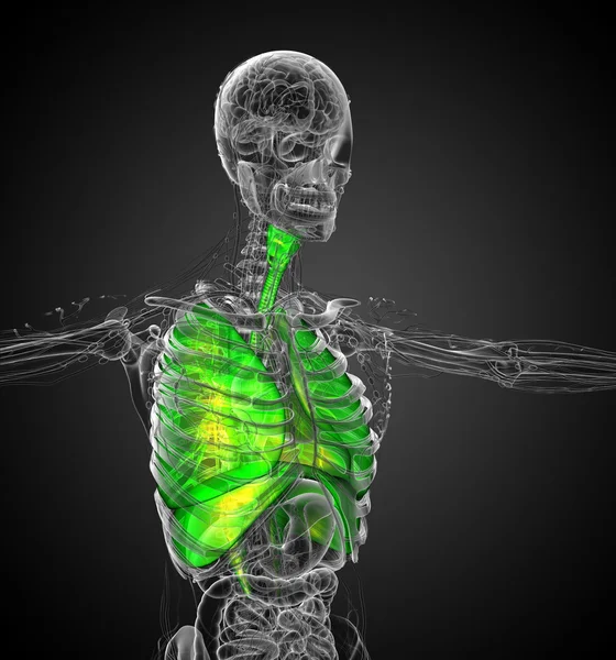 3d rendre illustration médicale du système respiratoire humain — Photo