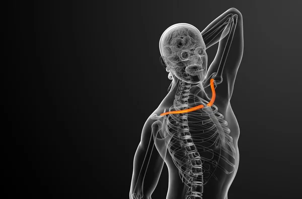 Illustration médicale du clavicule en 3D — Photo