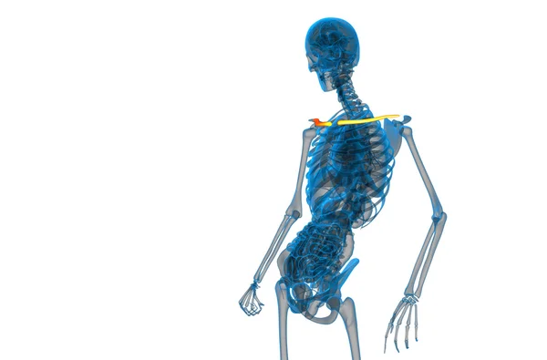 3D render orvosi illusztráció a kulcscsont csont — Stock Fotó