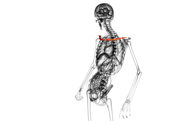 쇄 골 뼈의 3 차원 렌더링 의료 일러스트 — 스톡 사진
