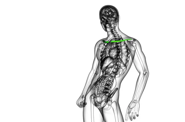 쇄 골 뼈의 3 차원 렌더링 의료 일러스트 — 스톡 사진