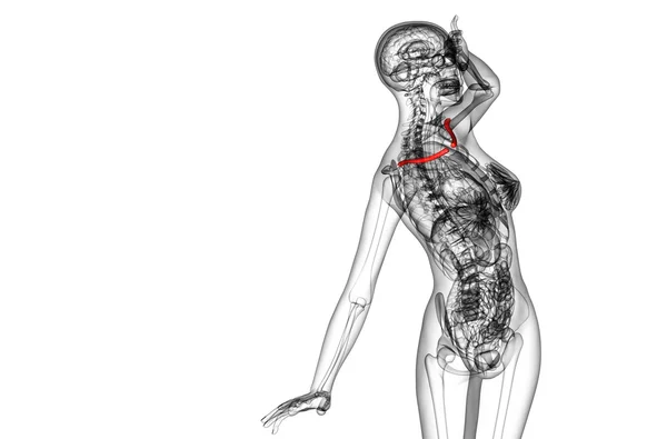 鎖骨の骨の 3 d レンダリングの医療イラスト — ストック写真
