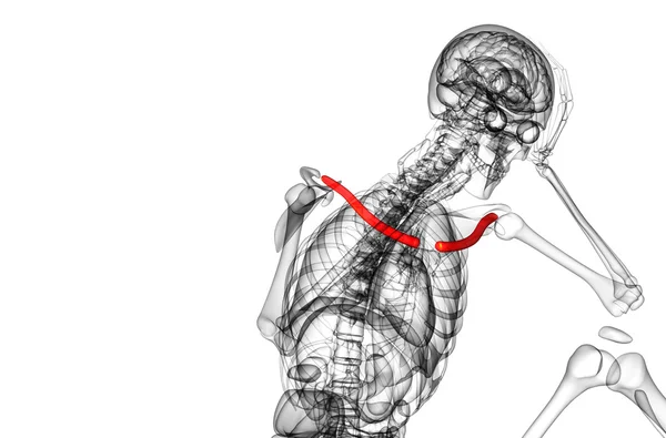 3d hacer ilustración médica del hueso de la clavícula —  Fotos de Stock