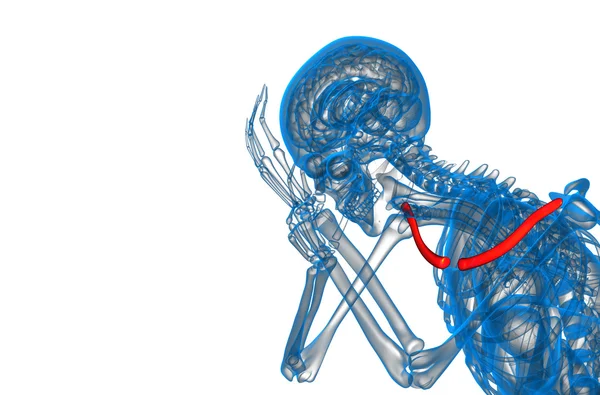 3D vykreslení lékařské ilustrace kosti klíční kosti — Stock fotografie