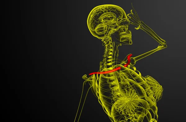 3d 渲染医学插图的锁骨骨 — 图库照片