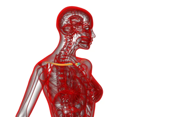 3D καθιστούν ιατρική απεικόνιση από το κόκαλο της κλείδας — Φωτογραφία Αρχείου