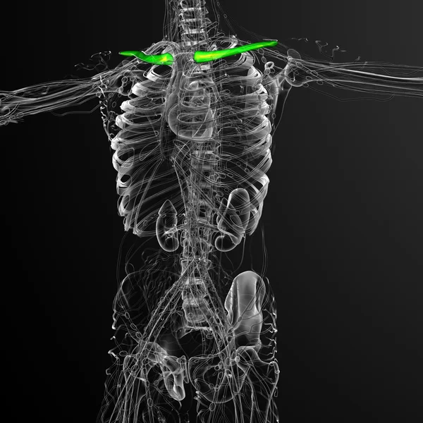 3D göra medicinsk illustration av nyckelbenet ben — Stockfoto