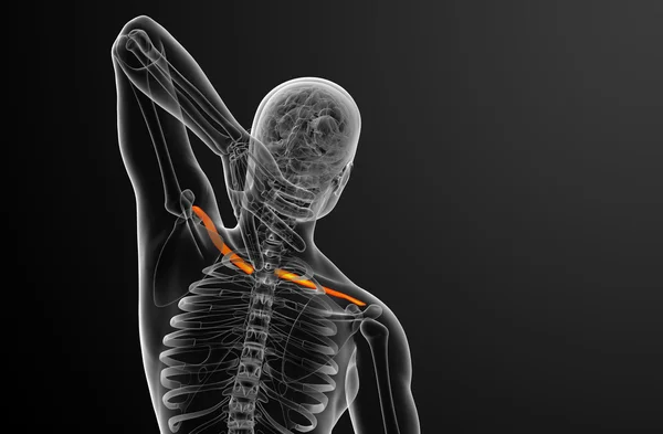 Illustration médicale du clavicule en 3D — Photo