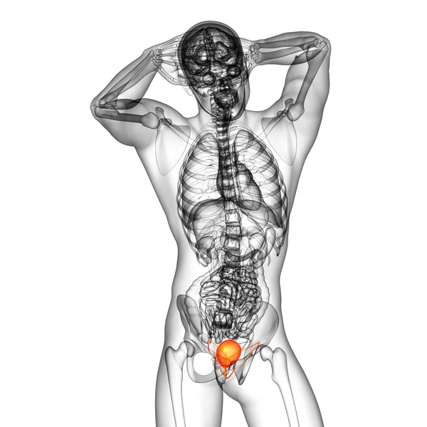 3d render medical illustration of the bladder — Stock Photo, Image