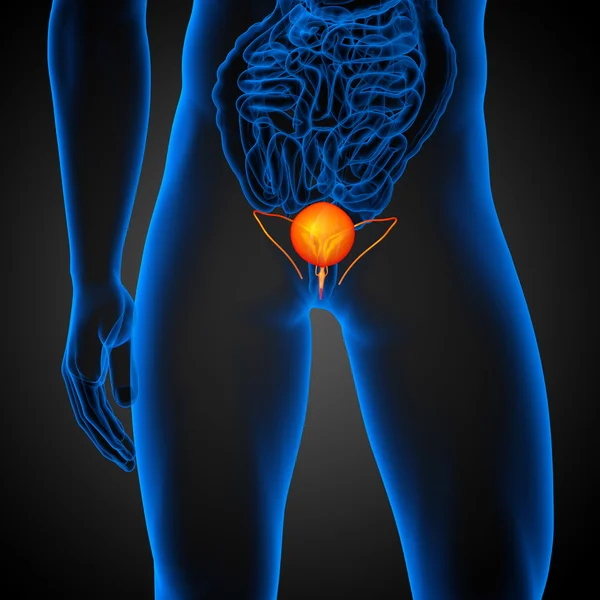 膀胱の 3 d レンダリングの医療イラスト — ストック写真