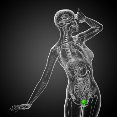 Mesane 3D render tıbbi çizimi 