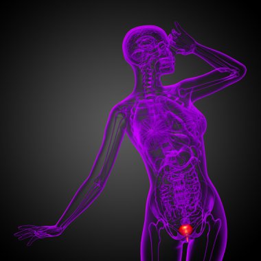 Mesane 3D render tıbbi çizimi 