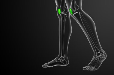 diz kapağı kemiği 3D render tıbbi çizimi