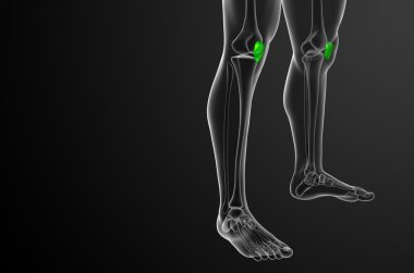 diz kapağı kemiği 3D render tıbbi çizimi