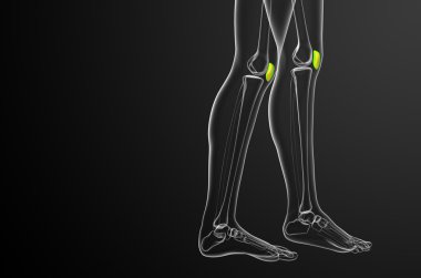 diz kapağı kemiği 3D render tıbbi çizimi