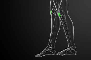 diz kapağı kemiği 3D render tıbbi çizimi