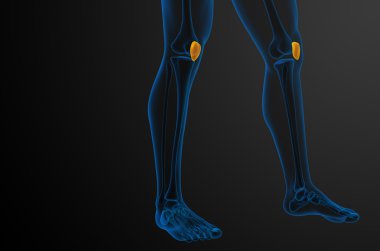 diz kapağı kemiği 3D render tıbbi çizimi