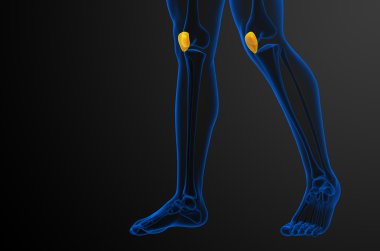 diz kapağı kemiği 3D render tıbbi çizimi