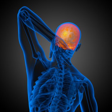 3D render Medikal illüstrasyon üst kafatası 