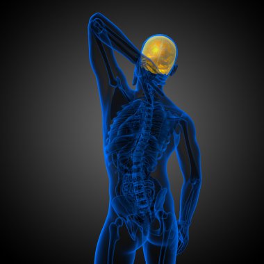 3D render Medikal illüstrasyon üst kafatası 