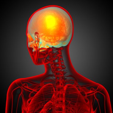 3D render Medikal illüstrasyon üst kafatası 