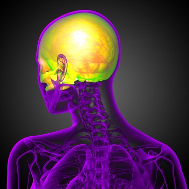 3D render Medikal illüstrasyon üst kafatası 