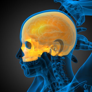 3D render Medikal illüstrasyon üst kafatası 