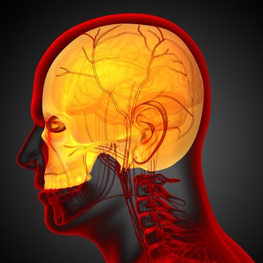 3D render Medikal illüstrasyon üst kafatası 