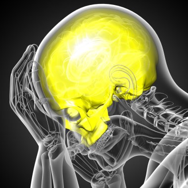 3D render Medikal illüstrasyon üst kafatası 