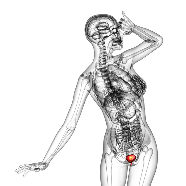 3d tornar ilustração médica da bexiga — Fotografia de Stock