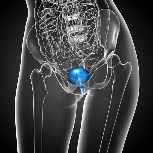 3D göra medicinsk illustration av urinblåsan — Stockfoto