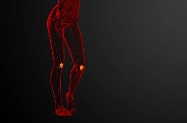 3D render medische illustratie van het patella-bot — Stockfoto