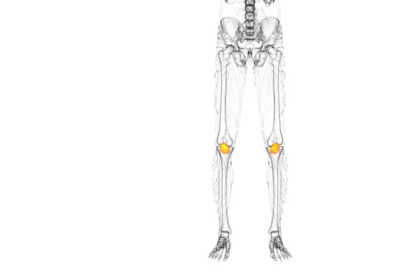 3D καθιστούν ιατρική απεικόνιση των οστών επιγονατίδα — Φωτογραφία Αρχείου