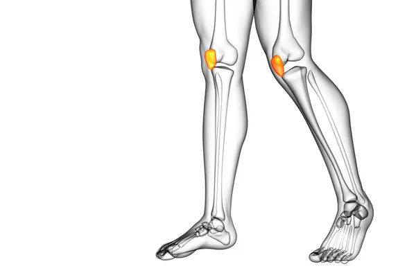 3D göra medicinsk illustration av knäskålen ben — Stockfoto