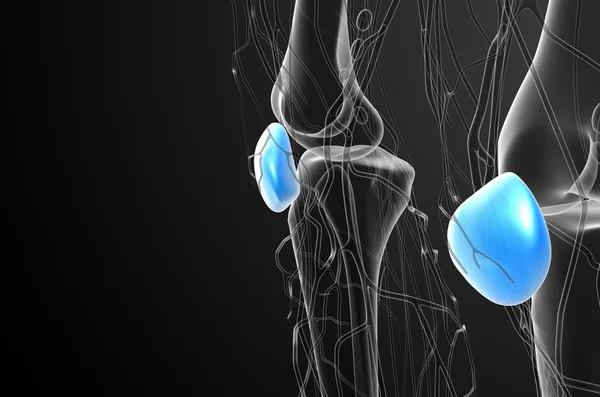 3D-Darstellung medizinischer Darstellung des Patella-Knochens — Stockfoto