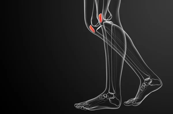 3D-Darstellung medizinischer Darstellung des Patella-Knochens — Stockfoto