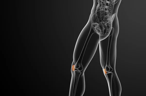 3D render medische illustratie van het patella-bot — Stockfoto