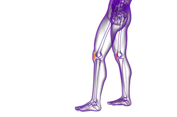 3d render medical illustration of the patella bone — Stock Photo, Image